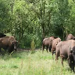 Nature Retreat For Families
