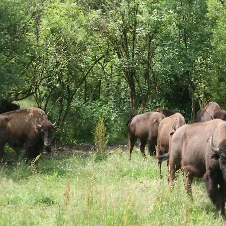 Nature Retreat For Families